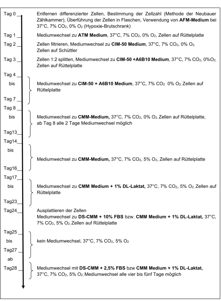 Abbildung  2-1.  Schema  zur  zeitlichen  Anwendung  von  Medien  und  Wachstumsbedingungen  zur  Differenzierung von iPSC zu induzierten Kardiomyozyten