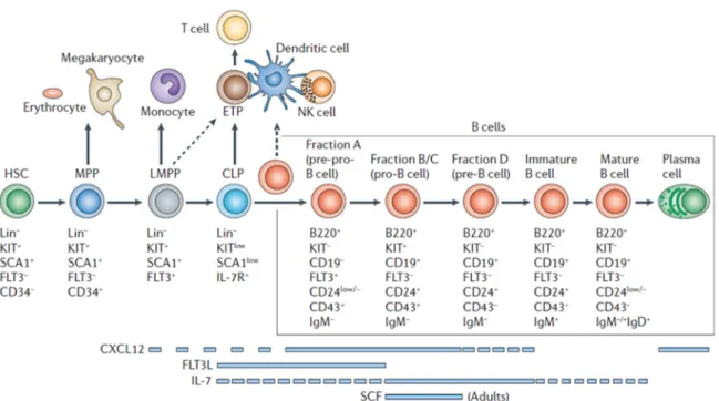 Abbildung 1.1 CLP entwickeln sich über verschiedene Entwicklungsstufen aus HSC und sind die  ersten  liniendeterminierten  lymphatischen  Vorläuferzellen  im  Knochenmark