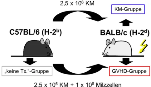 Abbildung 4.1: MHC-differentes, murines GVHD-Transplantationsmodell. BALB/c Mäuse wurden  an Tag 0 letal bestrahlt (9 Gy) und entweder mit 2,5 x 10 6  KM-Zellen aus C57BL/6 Mäusen alleine  (KM-Gruppe) oder zusätzlich mit 1 x 10 6  Milzzellen aus C57BL/6 Mä