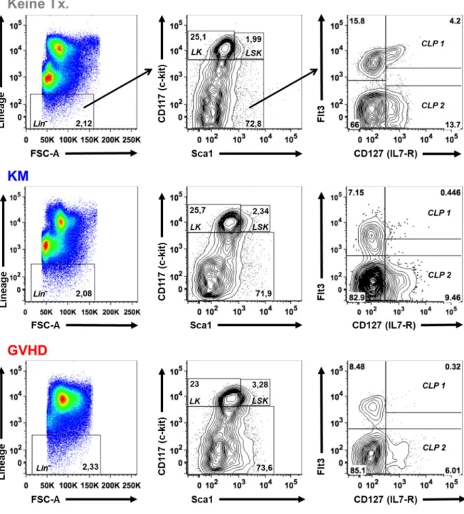 Abbildung 4.7 Gating-Strategie und repräsentative Plots der durchflusszytometrischen Analyse  von HSC und Progenitorzellen im KM an Tag 28 nach MHC-differenter SZT alleine oder mit  GVHD-Induktion