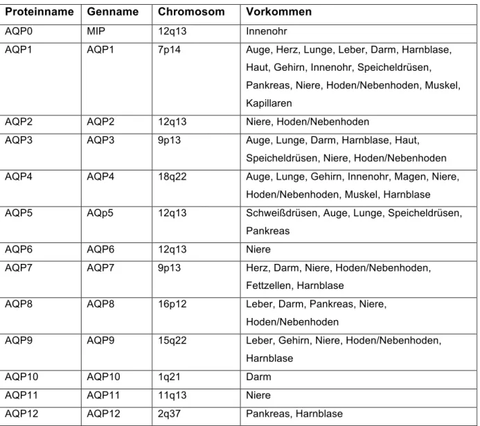 Tabelle 6: Vorkommen, Genname und Chromosomlokalisation der menschlichen Aquaporine; adaptiert  nach Magni et al., Proteomic knowledge of human aquaporins