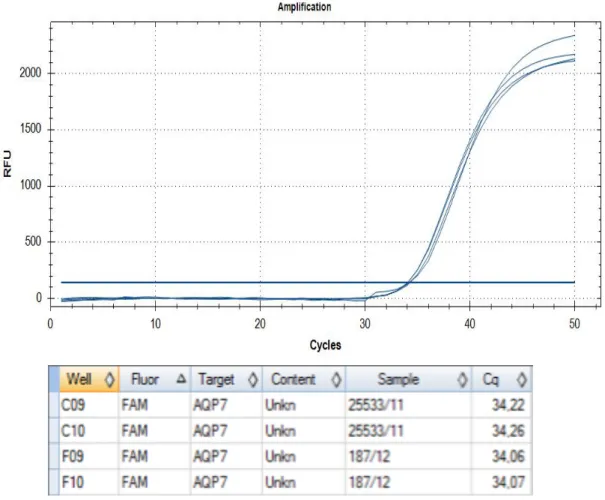 Abb.  6:  Screenshot  aus  der  Biorad  CFX  Manager  Software  -  Graphische  Darstellung  der  RFU  in  Abhängigkeit  der  Zyklen  einer  AQP7  Messung
