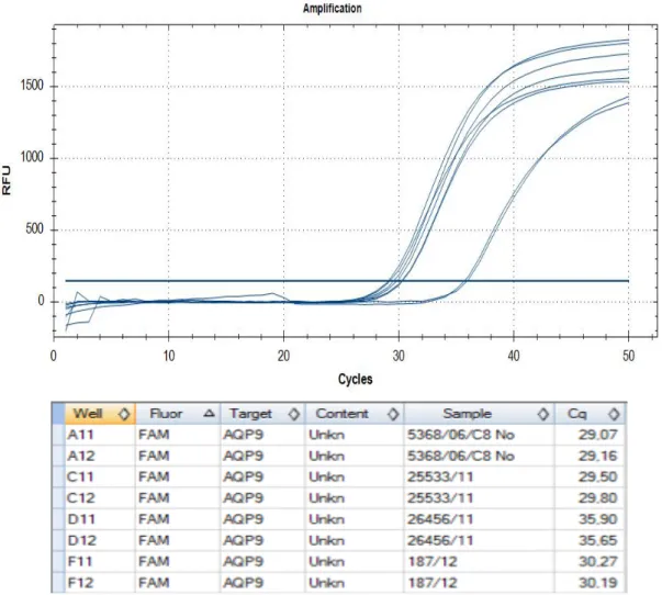 Abb.  7:  Screenshot  aus  der  Biorad  CFX  Manager  Software  -  Graphische  Darstellung  der  RFU  in  Abhängigkeit der Zyklen einer AQP9 Messung