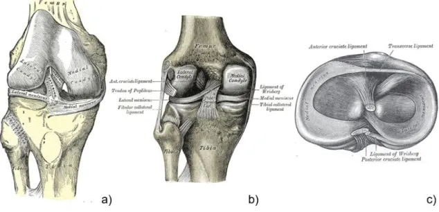 Abbildung 1:  Anatomie des Kniegelenkes:  Darstellung des tibiofemoralen Gelenkes mit den  wichtigsten ligamentären Strukturen; Ansticht von ventral (a), von dorsal (b) und von kranial  (c); aus Henry Gray: Anatomy of the Human Body (1918)