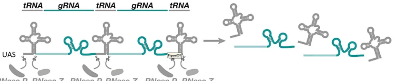 Fig. 1.2: CRISPR/Cas9 tRNA-based vectors technique. Schematic representation of part of the vector used for  the CRISPR/Cas9 tRNA-based vectors technique: a chosen number of tRNAs and gRNAs sequence are found  behind  a  UAS  promoter