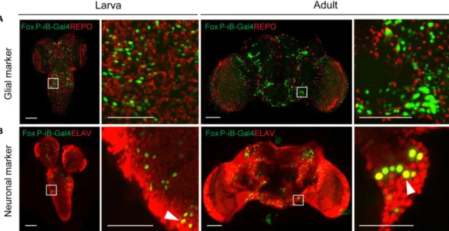 Fig. 3.2: Only neurons, not glia, are expressing FoxP-iB in the Drosophila brain. Immunohistochemistry on  FoxP-iB-Gal4&gt;Stinger-GFP  flies  with  REPO  (glia,  A)  and  ELAV  (neurons,  B)  markers