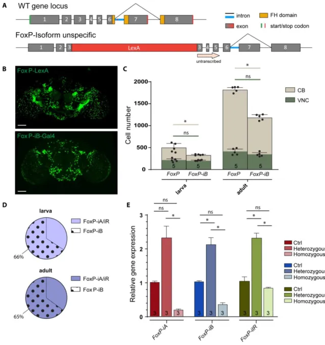 Fig. 3.5: FoxP-iB is expressed in a subset of FoxP-expressing neurons. (A) Schematic representation of the  FoxP  gene  locus  after  LexA  insertion