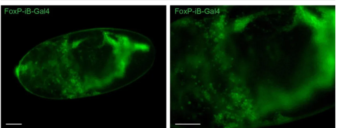 Fig. S1: FoxP-iB is expressed in the early embryo. The non-confocal image of an embryo from the cross of  our  FoxP-iB-Gal4  driver  line  with  a  UAS-Stinger-GFP shows  that  FoxP-iB  is  expressed  very  early  during  embryonal development