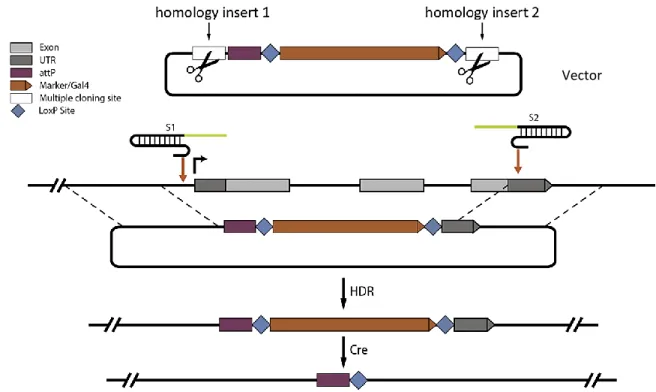 Fig. 1.1: CRISPR/Cas9 HDR. Graphic explanation of an example of the CRISPR/Cas9 HDR technique