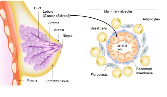Figure 1: Anatomy of the human mammary gland 