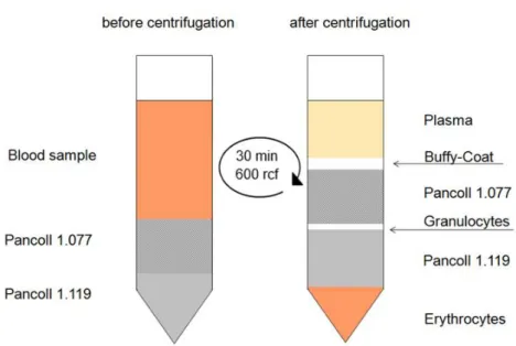 Figure 3: Graphic presentation of the different layers before and after the density gradient centrifugation   Adapted and modified from PAN Biotech GmbH, Aidenbach, Germany 