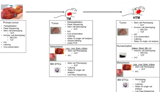 Figure 4: Schematic description of the workflow with Luminal B tumors in TM and HTM.  
