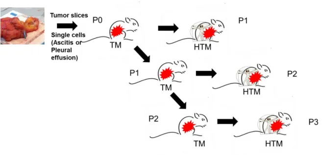 Figure 5: Schematic description of tumor passaging from TM to HTM.