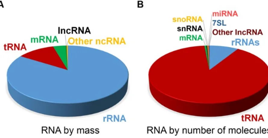 Figure 1 Estimated abundance of different RNA classes in a typical mammalian cell.  