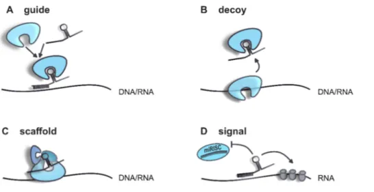 Figure 2 Schematic description of the main functions of lncRNAs.  