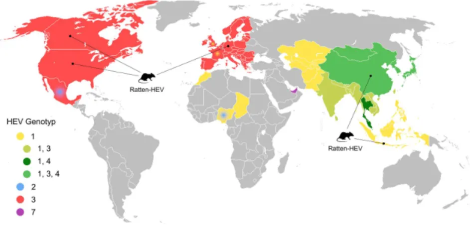 Abbildung 2. Schematische Darstellung der weltweiten Verteilung humanpathogener HEV-Genoty- HEV-Genoty-pen