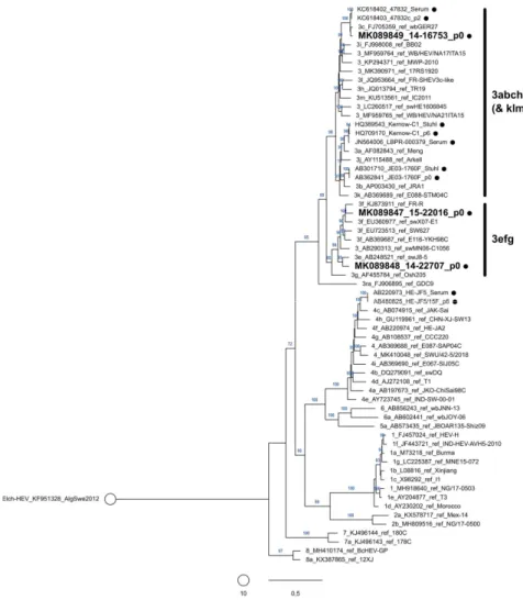Abbildung 12. Phylogenetische Einordnung der bisher in Zellkultur isolierten und vollständig sequen- sequen-zierten HEV-Stämme in das Referenzset nach Smith et al., 2020 (11)