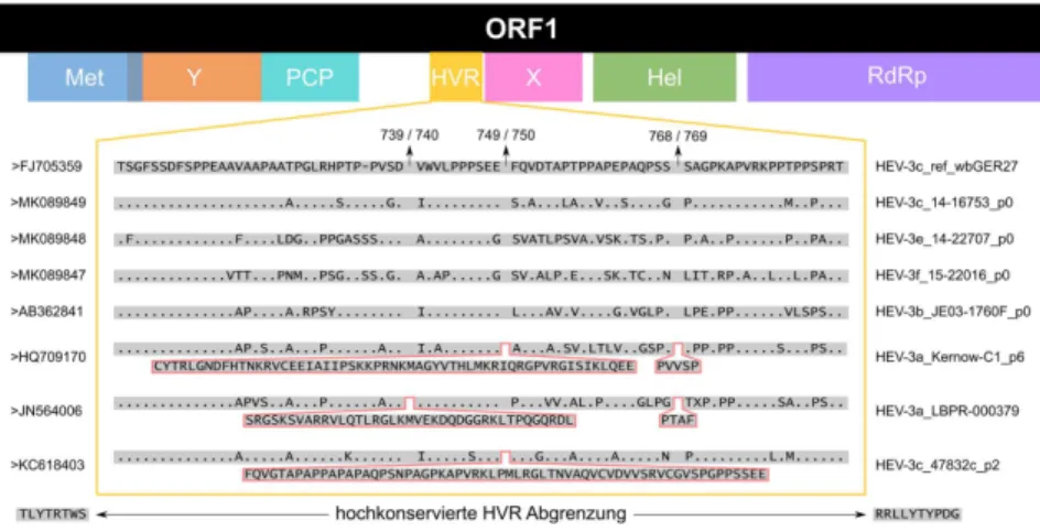 Abbildung 13. Alignment des ORF1 offenbart keine Insertionen in der HVR der neuen HEV-Isolate  14-16753, 14-22707 und 15-22016