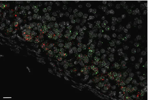 Abbildung 8. In-situ Hybridisierung der AT 1A  mRNA (grün) und AT 1B  mRNA (rot) auf einem Schnitt  einer murinen Nebenniere