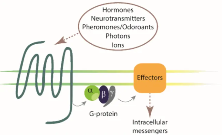 Figure 1.1.  Schematic illustration of a  generic GPCR  and a  heterotrimeric G-protein