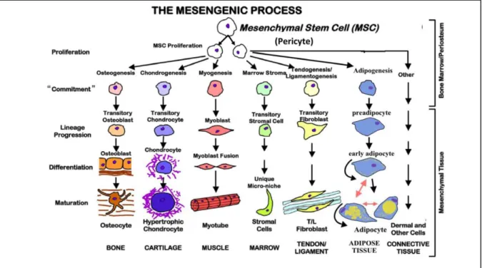Abbildung 3: Differenzierungspotenzial mesenchymaler Stammzellen in verschiedene  Zelllinien (Dimarino et al