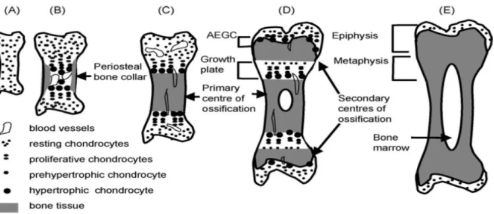 Abbildung 4: Schematische Darstellung der Endochondralen Ossifikation des Knochens. (A)  Knorpelanlage