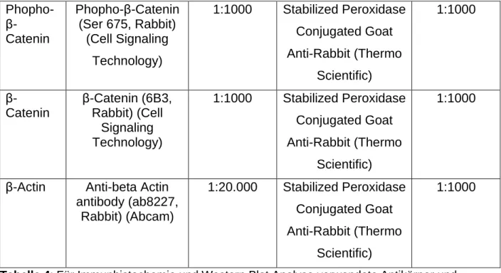 Tabelle 4: Für Immunhistochemie und Western Blot Analyse verwendete Antikörper und  Verdünnungen 