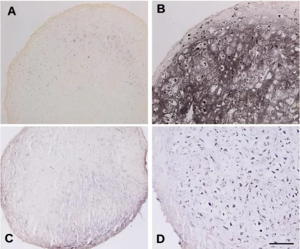 Abbildung 11: Histologisches Erscheinungsbild der MSC’s Pellets (10-fache Vergrößerung)  am Tag 28 unter chondrogenen (A, C) und hypertrophen (B, D) Bedingungen