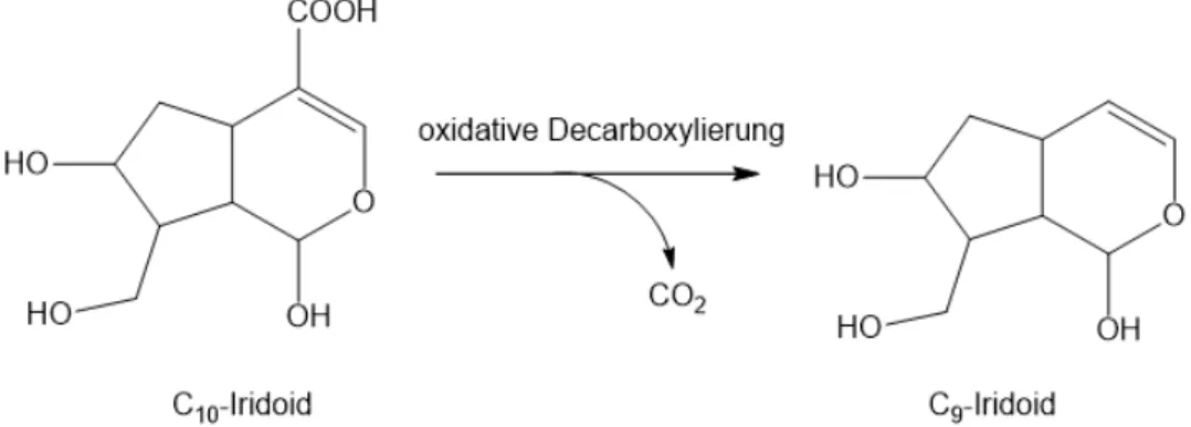 Abbildung 1.2: Oxidative Decarboxylierung der C 10 - zu C 9 -Grundkörpern der IGs.