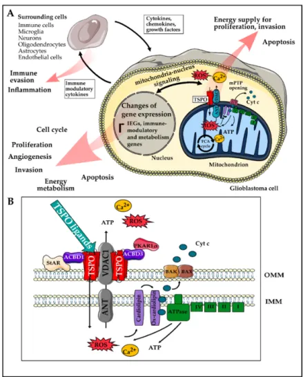 Figure 2. Overview of the mechanisms of how TSPO could modulate the hallmarks of Glioblastoma  (GBM)