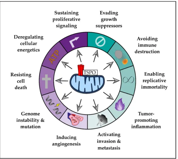 Figure 1. Translocator protein (TSPO) and the hallmarks of cancer. This illustration summarizes the  ten hallmarks of cancer as proposed by Hanahan and Weinberg [31], which might be modulated by  the translocator protein TSPO (adapted from [31])
