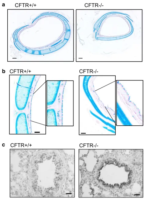 Fig. 1 Structural changes in airways from CFTR − / − piglets. a Comparison of cross-sections of tracheas from CFTR+/+ ( n = 2) and CFTR − / − ( n = 2) newborn piglets