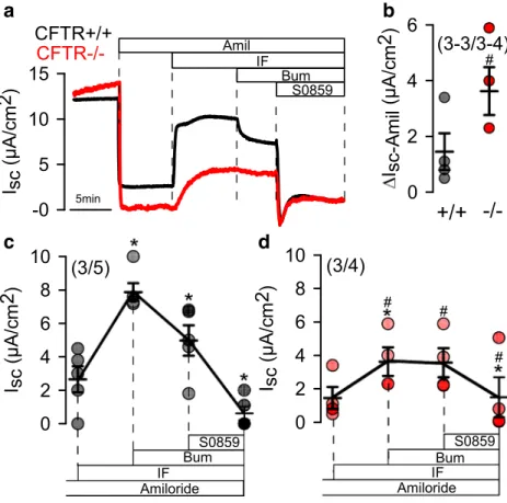 Fig. 6 Cl − and HCO 3 − transport in airway epithelial cells from CFTR+/+ and CFTR − / − piglets.