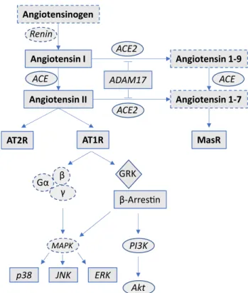 Fig. 1    Synopsis of the RAS-β-arrestin signaling pathways. Solid  lines: analyzed elements