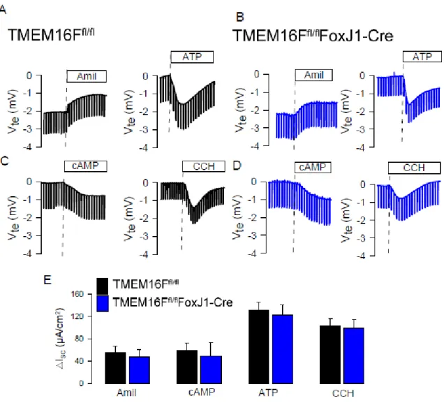 Figure 8. TMEM16F does not contribute to ion transport in mouse airways. Original Ussing chamber  recordings obtained under open circuit conditions in tracheas from TMEM16F fl/fl  (wild type) (A,C)  and TMEM16F fl/fl FoxJ1Cre (TMEM16F knockout in ciliated 