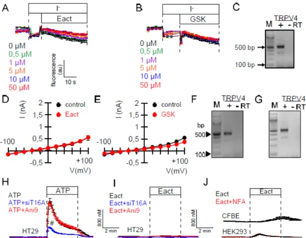 Figure 2. Eact does not activate endogenous Ca 2+ -dependent Cl −  secretion, and has little effect on  [Ca 2+ ] i 