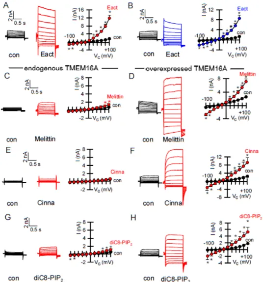 Figure 5. Endogenous and overexpressed TMEM16A behave differently. (A) Activation of overexpressed TMEM16A whole cell currents in HEK293 cells by Eact (10 µM, n = 9)