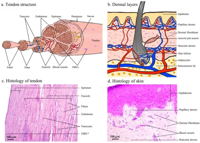 Figure 2. Cartooned images of the anatomical structure of human tendon (a) and skin (b), and light  microscopy images of Hematoxylin &amp; Eosin-stained tissue sections of human biceps tendon (c) and  skin (d)