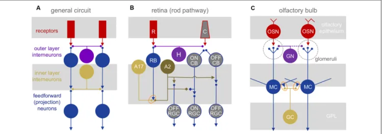 FIGURE 1 | Neuronal circuit architectures. (A) General network elements common to the retina and olfactory bulb: two layers of inhibitory interactions are mediated by segregated subsets of local interneurons