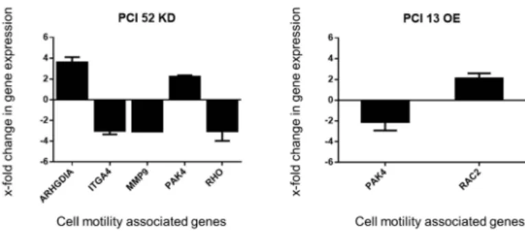 Figure 4. PD-L1-dependent gene expression change. Analysis of PD-L1-dependent expression of cell motility associated genes