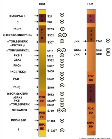 Figure 4:  Known serine phosphorylation  sites on IRS1 and IRS2 and the respective kinases  inducing the phosphorylation