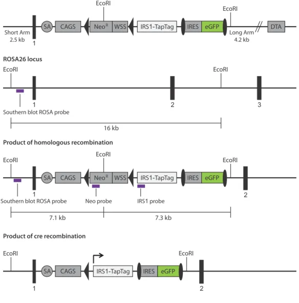 Figure 6:  Gene  Targeting strategy for the homologous recombination of the ROSA-CAGS- ROSA-CAGS-IRS1-TapTag  targeting vector into the ROSA26 locus and the modified locus after  cre-mediated excision of the loxP flanked stop signal