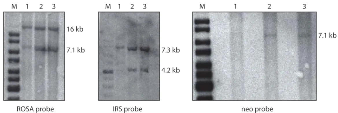 Figure 7:  Southern Blot results for three individual ES cell clones. Clones 2 and 3 show the  correct band pattern resulting from homologous recombination into the ROSA26  locus