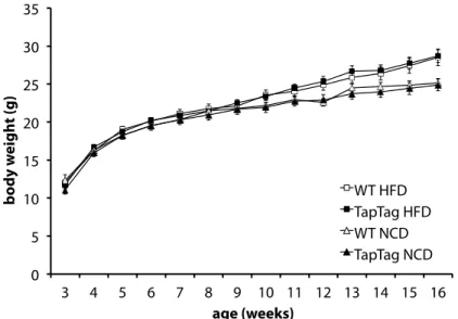 Figure 12:  Average body weight of female IRS1-TapTag mice and controls over the course of  13 weeks