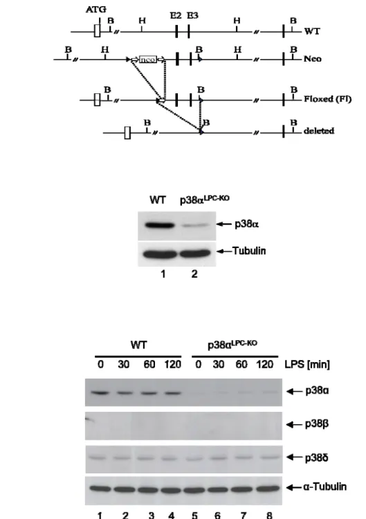 Figure 1: Liver parenchymal cell specific deletion of p38α. (A) Schematic description of the targeting strategy  for the generation of mice with loxP-flanked p38α alleles