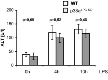 Figure 2: p38α LPC-KO  mice are not sensitive to LPS-induced liver failure. Assessment of liver damage in (A)  p38α LPC-KO  and control mice after LPS injection