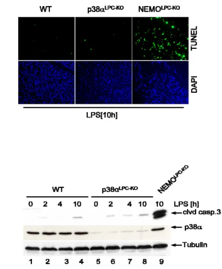 Figure 2: p38α LPC-KO mice are not sensitive to LPS-induced liver failure. (B) Detection of apoptotic cells by  TUNEL assay in livers from wild-type, p38α LPC-KO and NEMO LPC-KO  (used as a positive control) mice 10 h, after  LPS injection