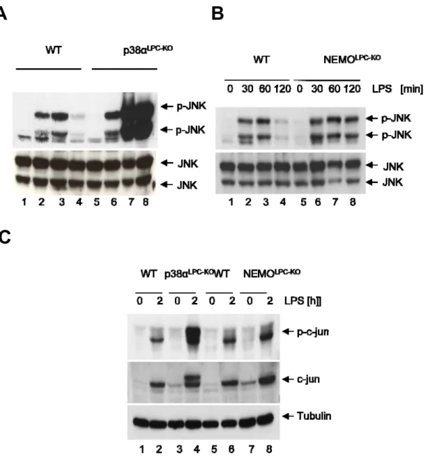 Figure 3: Increased activation of JNK in p38α-deficient livers. (A) Phosphorylation of JNK was assessed in  liver extracts from wild-type and p38α LPC-KO mice that were injected with 25µg/10g body weight LPS for the  indicated times, by immunoblot analysis