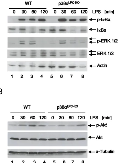 Figure 4: LPS does not induce increased activation of the NF-κB, ERK and AKT survival pathways in  p38α LPC-KO  livers