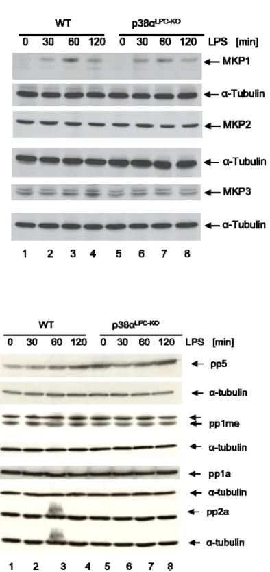 Figure 6: (C) Analysis of phosphatase expression in livers from control and p38α LPC-KO  mice